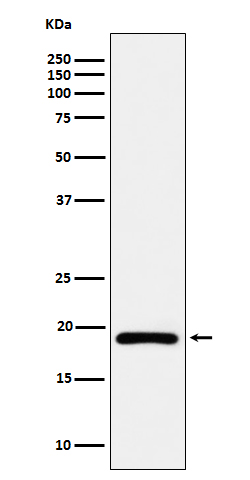 1 - Anti-DUT Rabbit Monoclonal Antibody ABO16679