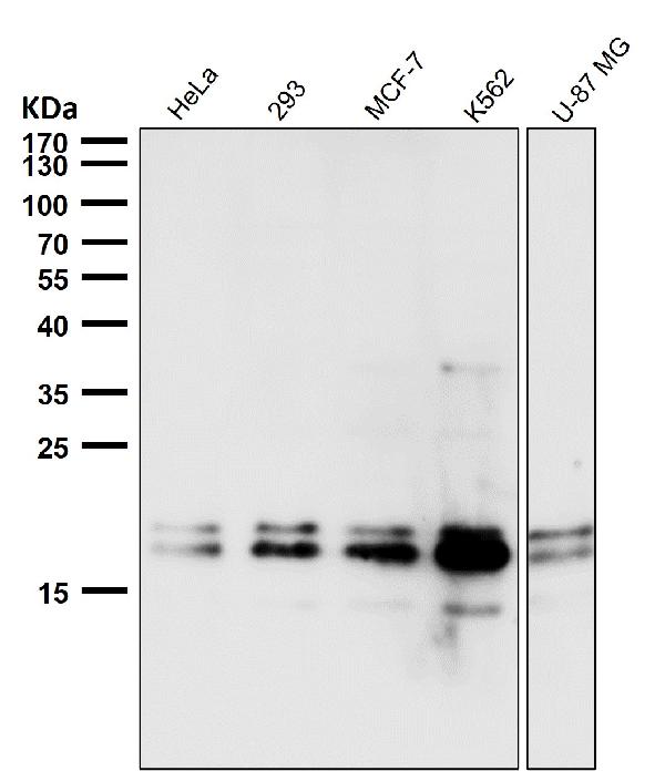 1 - Anti-DUT Rabbit Monoclonal Antibody ABO16679