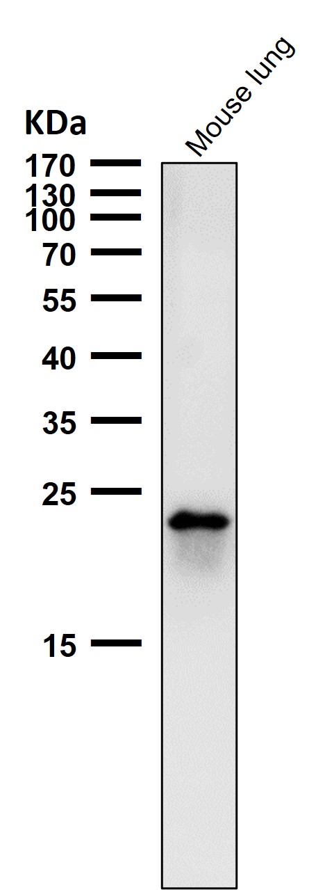 1 - Anti-RAB22A Rabbit Monoclonal Antibody ABO16680