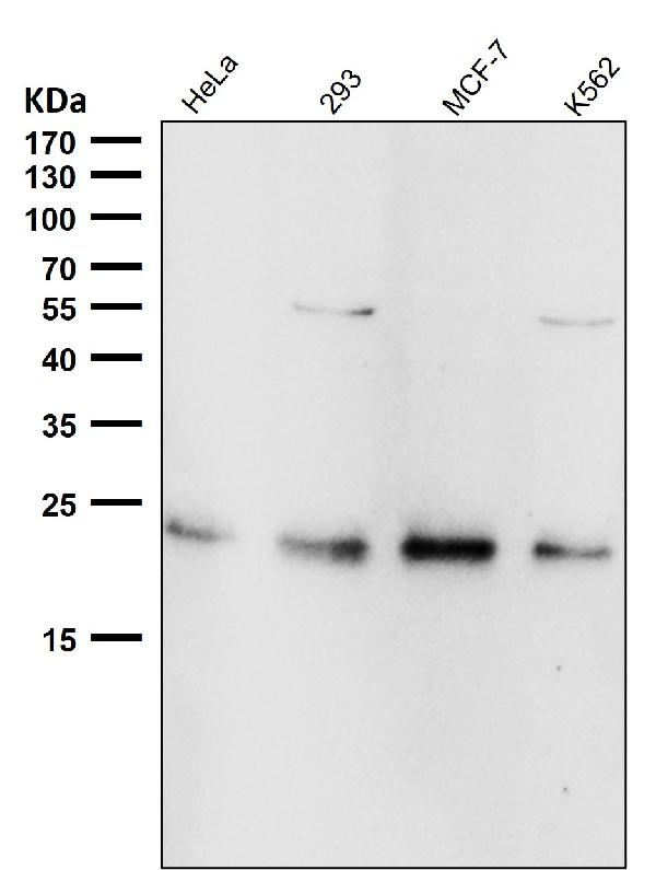 1 - Anti-RAB22A Rabbit Monoclonal Antibody ABO16680