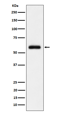 1 - Anti-TFIIE alpha Rabbit Monoclonal Antibody ABO16682