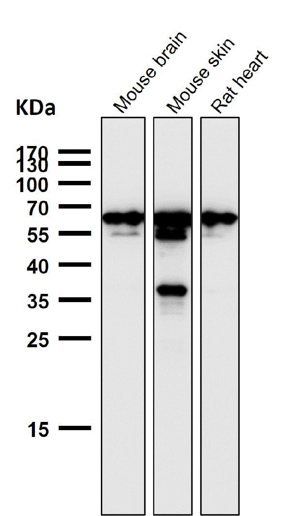1 - Anti-TFIIE alpha Rabbit Monoclonal Antibody ABO16682