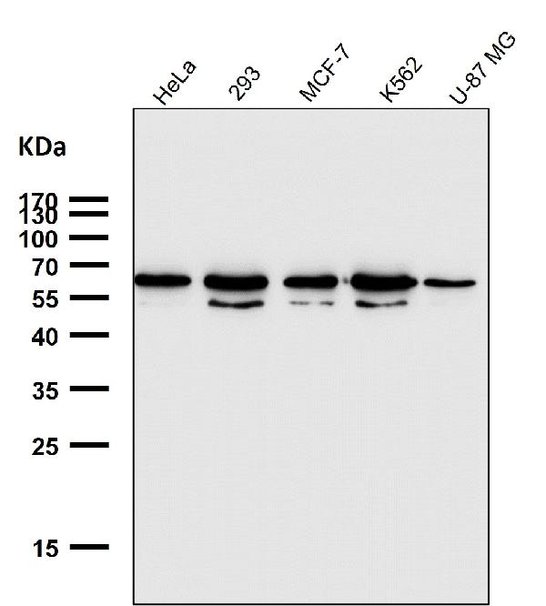 1 - Anti-TFIIE alpha Rabbit Monoclonal Antibody ABO16682