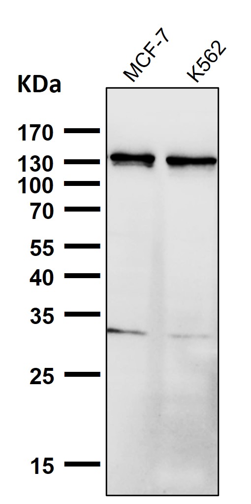1 - Anti-Palladin Rabbit Monoclonal Antibody ABO16684