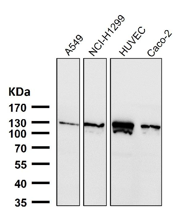 1 - Anti-Palladin Rabbit Monoclonal Antibody ABO16684