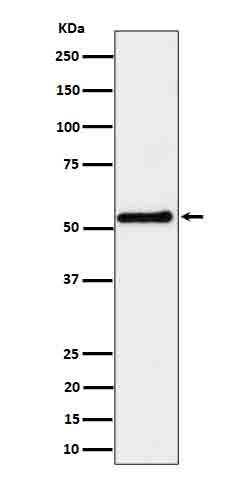 1 - Anti-SHB Rabbit Monoclonal Antibody ABO16690