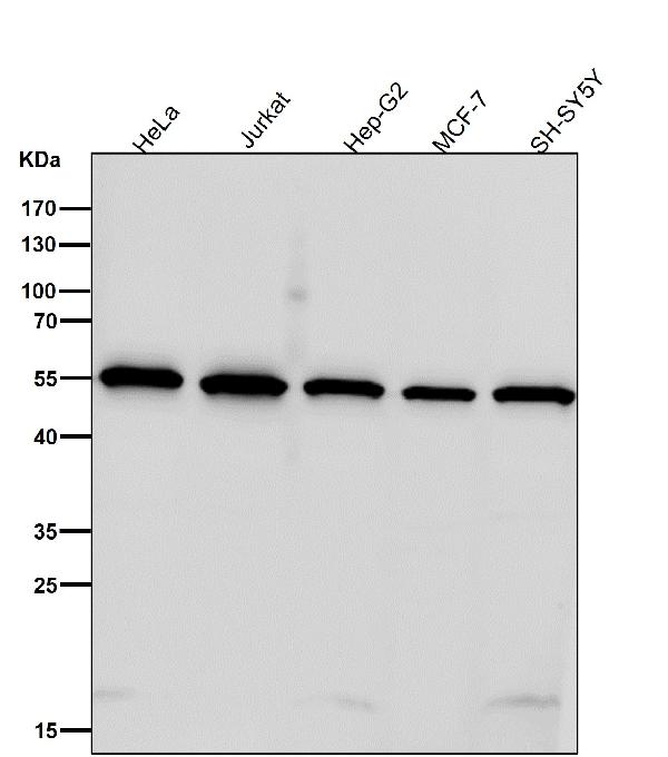 1 - Anti-SHB Rabbit Monoclonal Antibody ABO16690