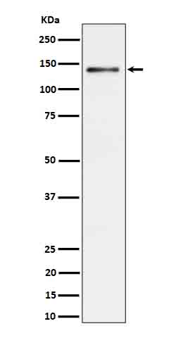 1 - Anti-Ceruloplasmin Rabbit Monoclonal Antibody ABO16691