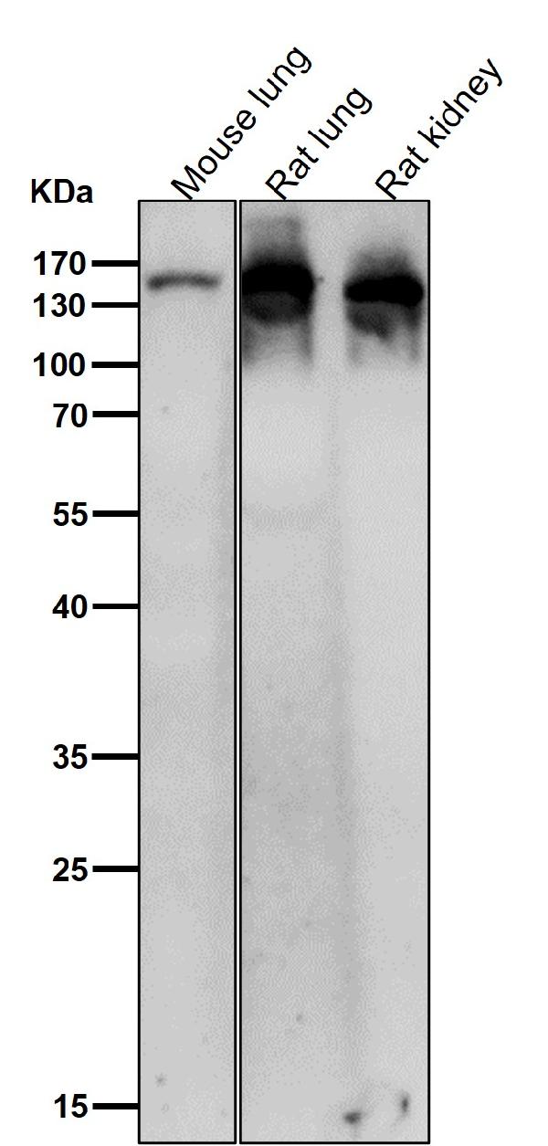 1 - Anti-Ceruloplasmin Rabbit Monoclonal Antibody ABO16691