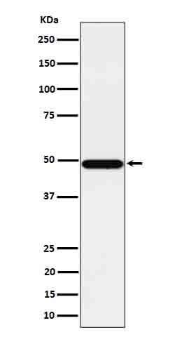 1 - Anti-Tbp7 Rabbit Monoclonal Antibody ABO16692