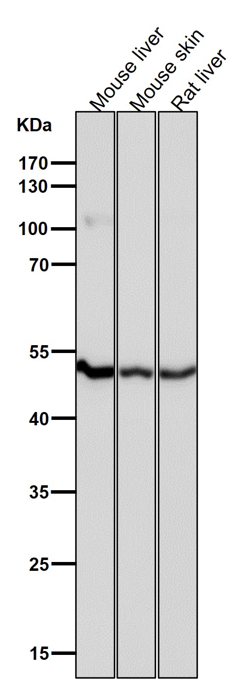 1 - Anti-Tbp7 Rabbit Monoclonal Antibody ABO16692