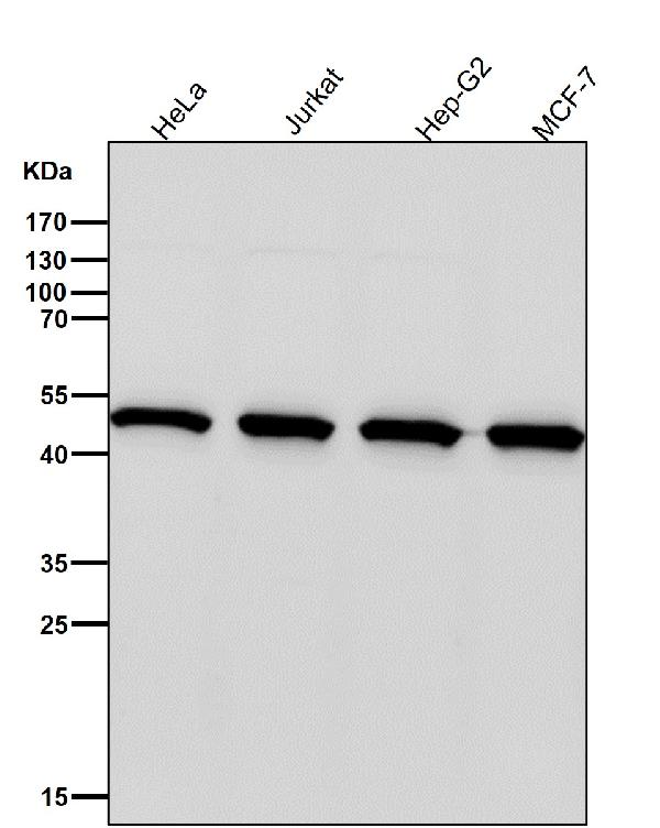 1 - Anti-Tbp7 Rabbit Monoclonal Antibody ABO16692