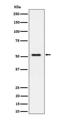 1 - Anti-SEC62 Rabbit Monoclonal Antibody ABO16693