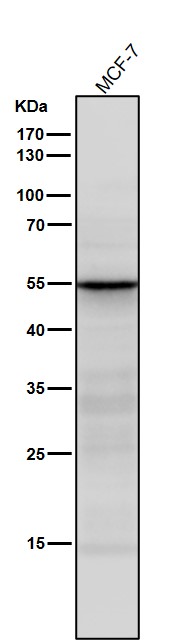 1 - Anti-SEC62 Rabbit Monoclonal Antibody ABO16693
