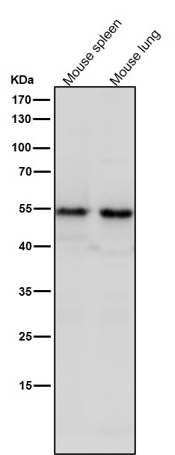1 - Anti-SEC62 Rabbit Monoclonal Antibody ABO16693