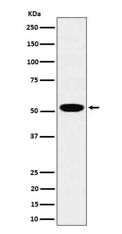 1 - Anti-LAP3 Rabbit Monoclonal Antibody ABO16694
