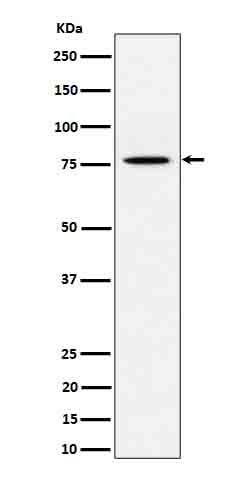 1 - Anti-PSIP1 / LEDGF Rabbit Monoclonal Antibody ABO16695