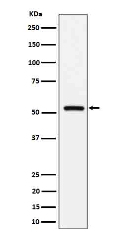1 - Anti-Fetuin B Rabbit Monoclonal Antibody ABO16696