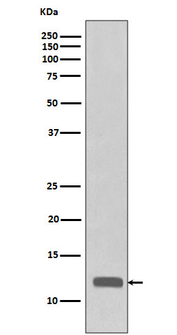 1 - Anti-CCL23 / MIP3 Rabbit Monoclonal Antibody ABO16699