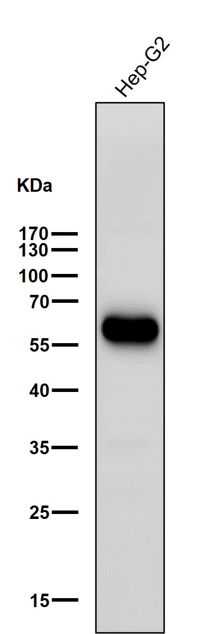 1 - Anti-ALDH2 Rabbit Monoclonal Antibody ABO16701