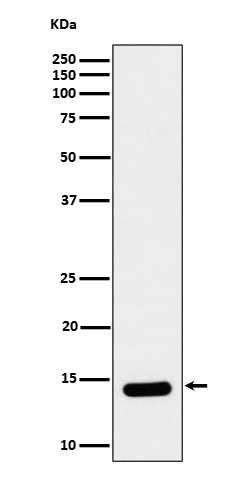 1 - Anti-Histone H2B (crotonyl K12) Rabbit Monoclonal Antibody ABO16702