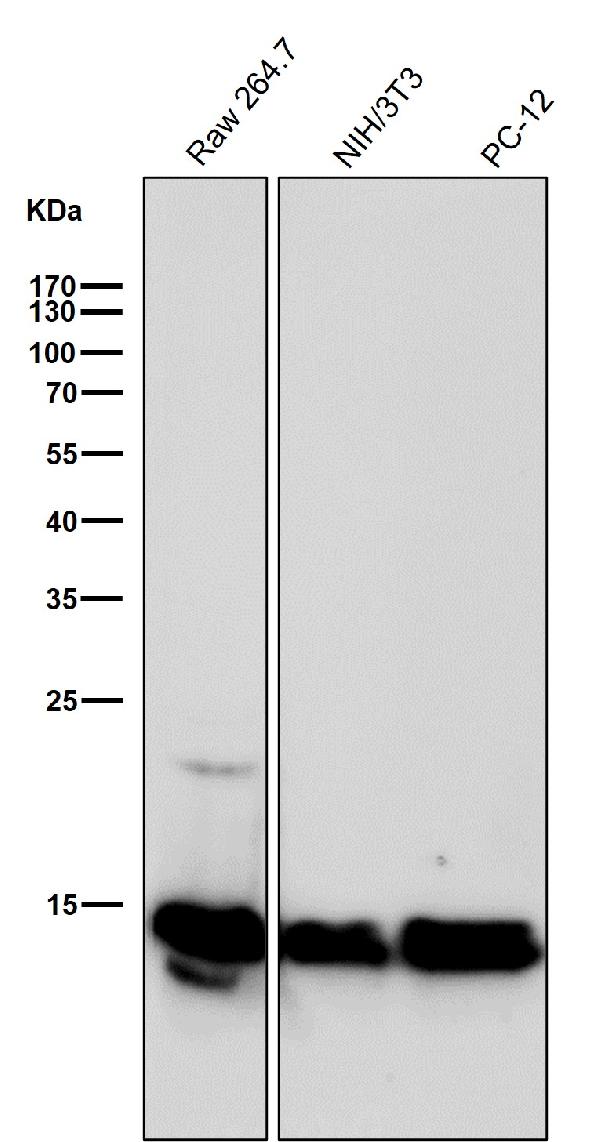 1 - Anti-Histone H2B (crotonyl K12) Rabbit Monoclonal Antibody ABO16702