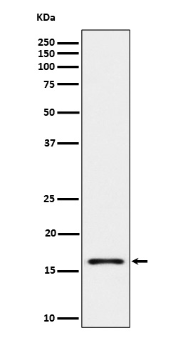 1 - Anti-Iba1 Rabbit Monoclonal Antibody ABO16703