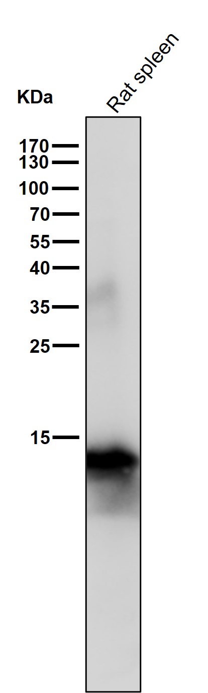 1 - Anti-Iba1 Rabbit Monoclonal Antibody ABO16703