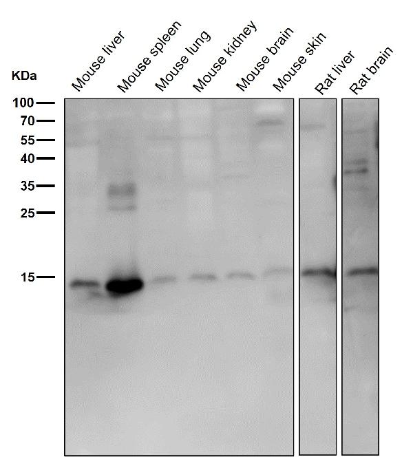 1 - Anti-Iba1 Rabbit Monoclonal Antibody ABO16703