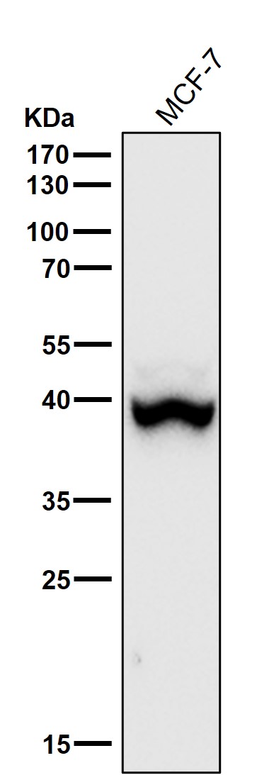 1 - Anti-Phospho-p38 (T180) Rabbit Monoclonal Antibody ABO16705