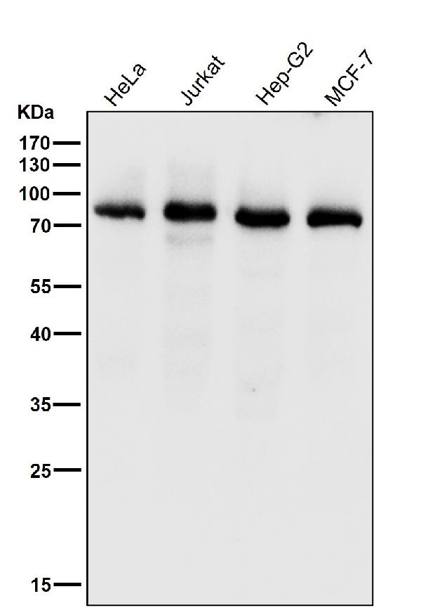 1 - Anti-PKC delta + PKC theta Rabbit Monoclonal Antibody ABO16706