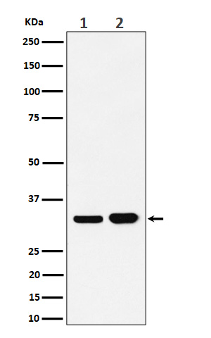 1 - Anti-Bcl-XL Rabbit Monoclonal Antibody ABO16707