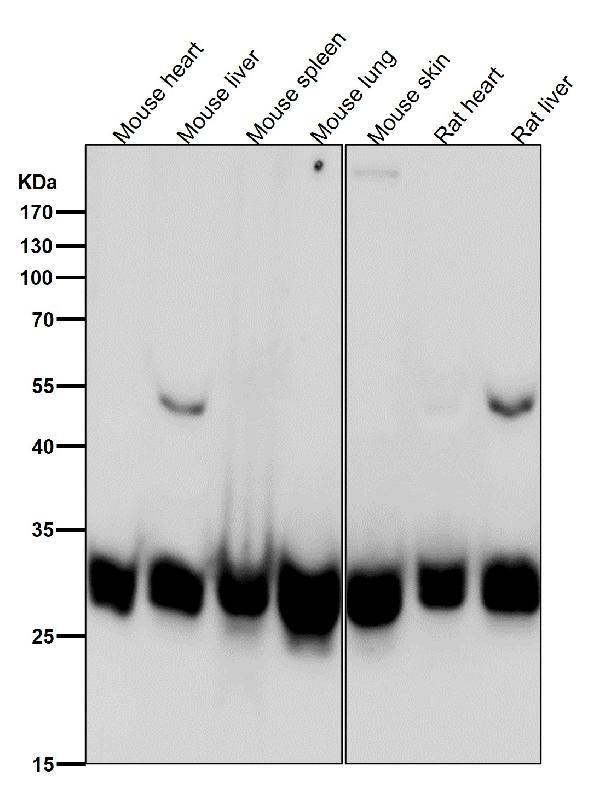 1 - Anti-Bcl-XL Rabbit Monoclonal Antibody ABO16707