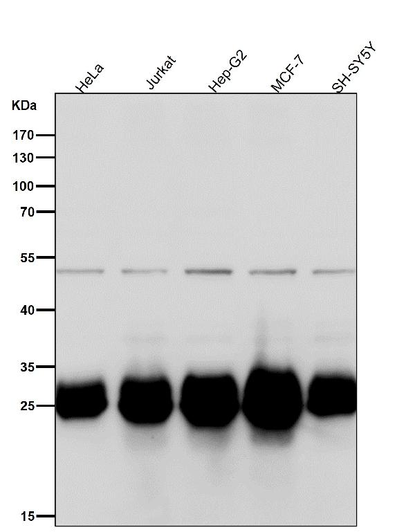 1 - Anti-Bcl-XL Rabbit Monoclonal Antibody ABO16707