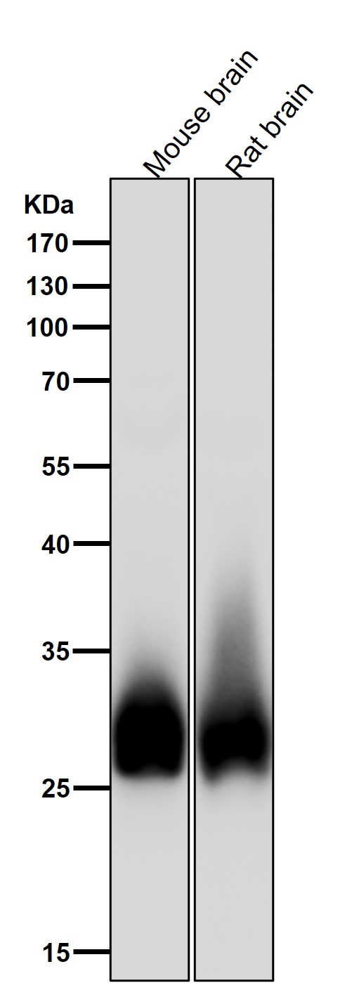 1 - Anti-Bcl-XL Rabbit Monoclonal Antibody ABO16707
