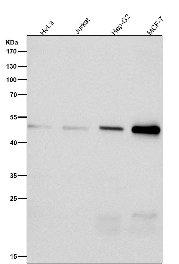 1 - Anti-alpha Tubulin (acetyl K40) Rabbit Monoclonal Antibody ABO16708