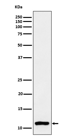 1 - Anti-Histone H4 (mono methyl K20) Rabbit Monoclonal Antibody ABO16710