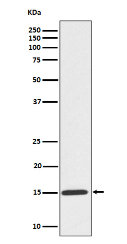 1 - Anti-Phospho-Histone H3 (S10) Rabbit Monoclonal Antibody ABO16711