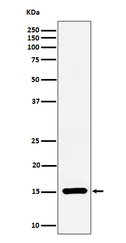 1 - Anti-Histone H3 (symmetric di methyl R17) Rabbit Monoclonal Antibody ABO16712
