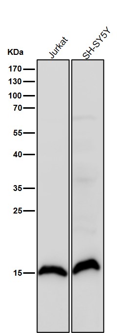 1 - Anti-Histone H3 (symmetric di methyl R17) Rabbit Monoclonal Antibody ABO16712