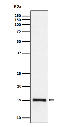 1 - Anti-Histone H3 (di methyl K79) Rabbit Monoclonal Antibody ABO16713