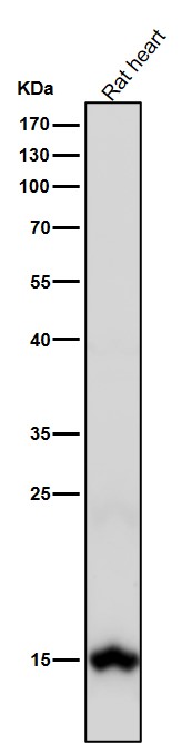 1 - Anti-Histone H3 (di methyl K79) Rabbit Monoclonal Antibody ABO16713