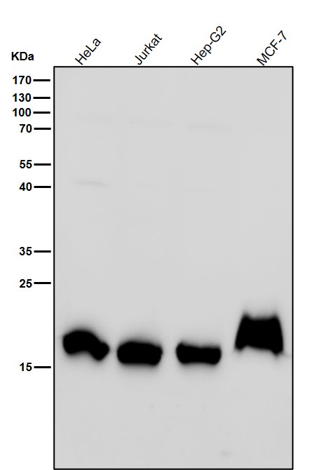 1 - Anti-Histone H3 (di methyl K79) Rabbit Monoclonal Antibody ABO16713