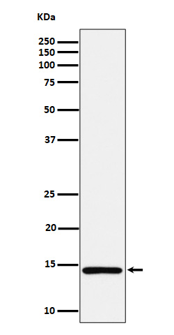 1 - Anti-Histone H2A (mono methyl K118) Rabbit Monoclonal Antibody ABO16714