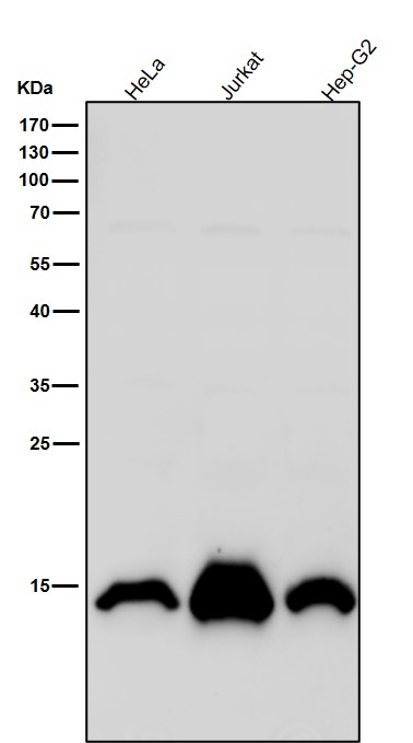 1 - Anti-Histone H2A (mono methyl K118) Rabbit Monoclonal Antibody ABO16714