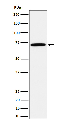 1 - Anti-Apc6 / CDC16 Rabbit Monoclonal Antibody ABO16715