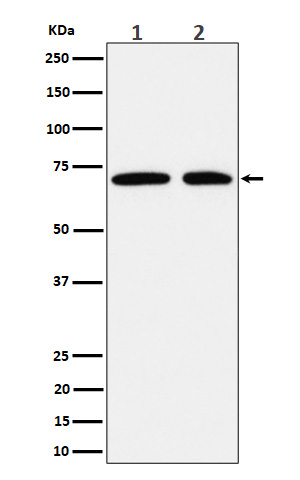 1 - Anti-Hsp70 Rabbit Monoclonal Antibody ABO16716