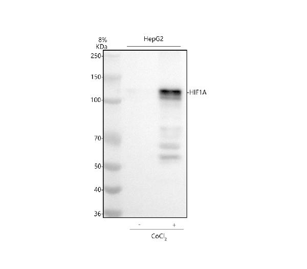 1 - Anti-HIF-1-alpha Rabbit Monoclonal Antibody ABO16717