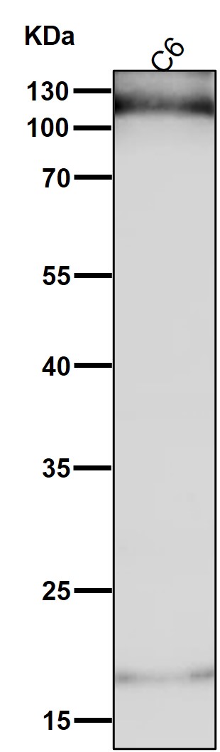 1 - Anti-HIF-1-alpha Rabbit Monoclonal Antibody ABO16717