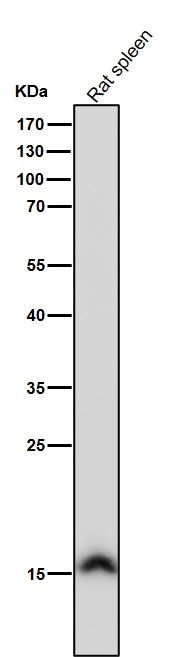 1 - Anti-Histone H3 (acetyl K36) Rabbit Monoclonal Antibody ABO16719